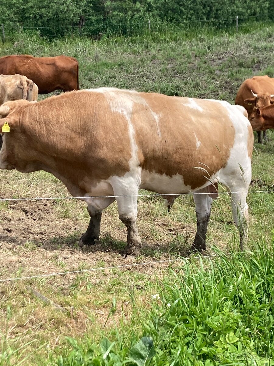 Predám býka