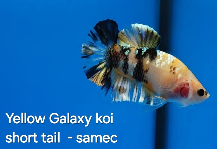 Betta splendens- Yellow Galaxy koi