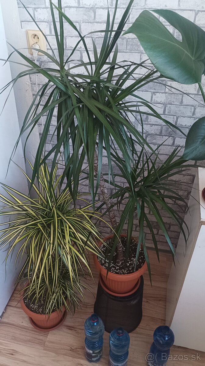 Dracena