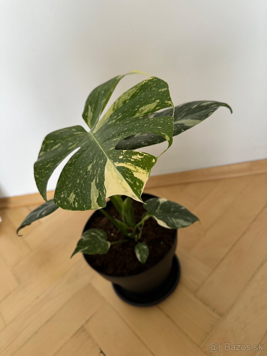 Monstera thai constalation