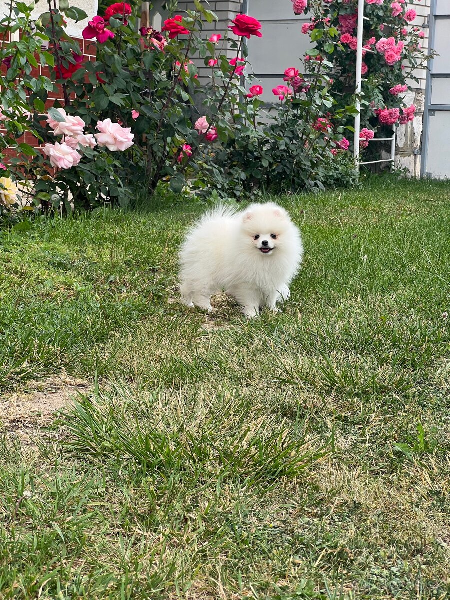 Pomeranian s PP