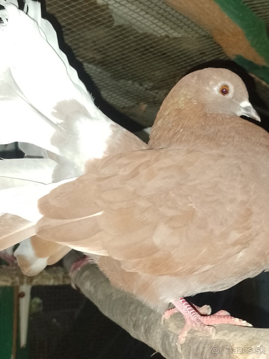 Holuby paviky strakate