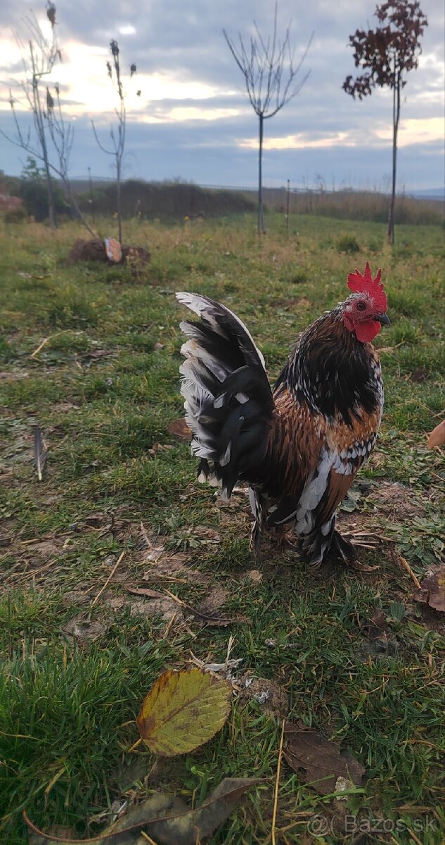 Kohút Millefleur (Mille Fleur d'Uccle)
