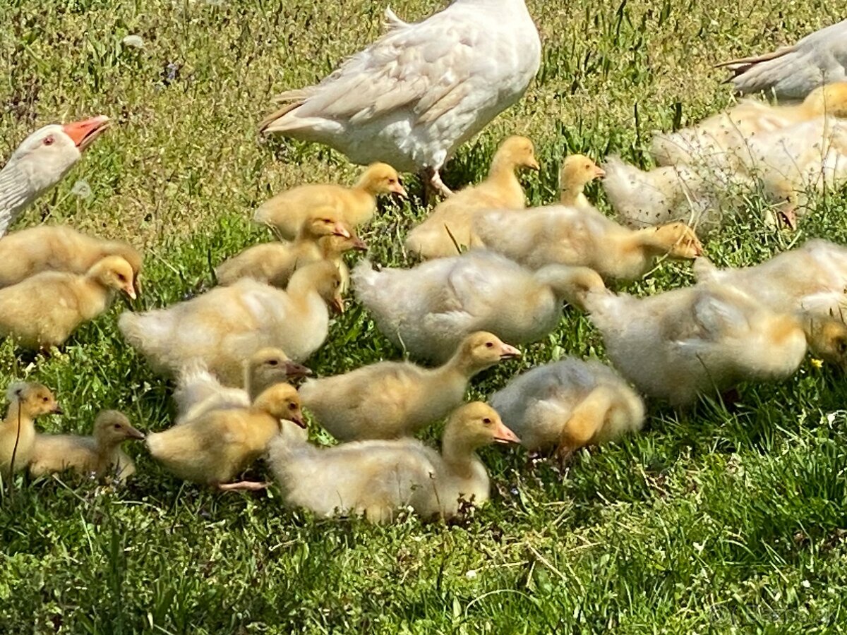 Slovenská hus biela gunár