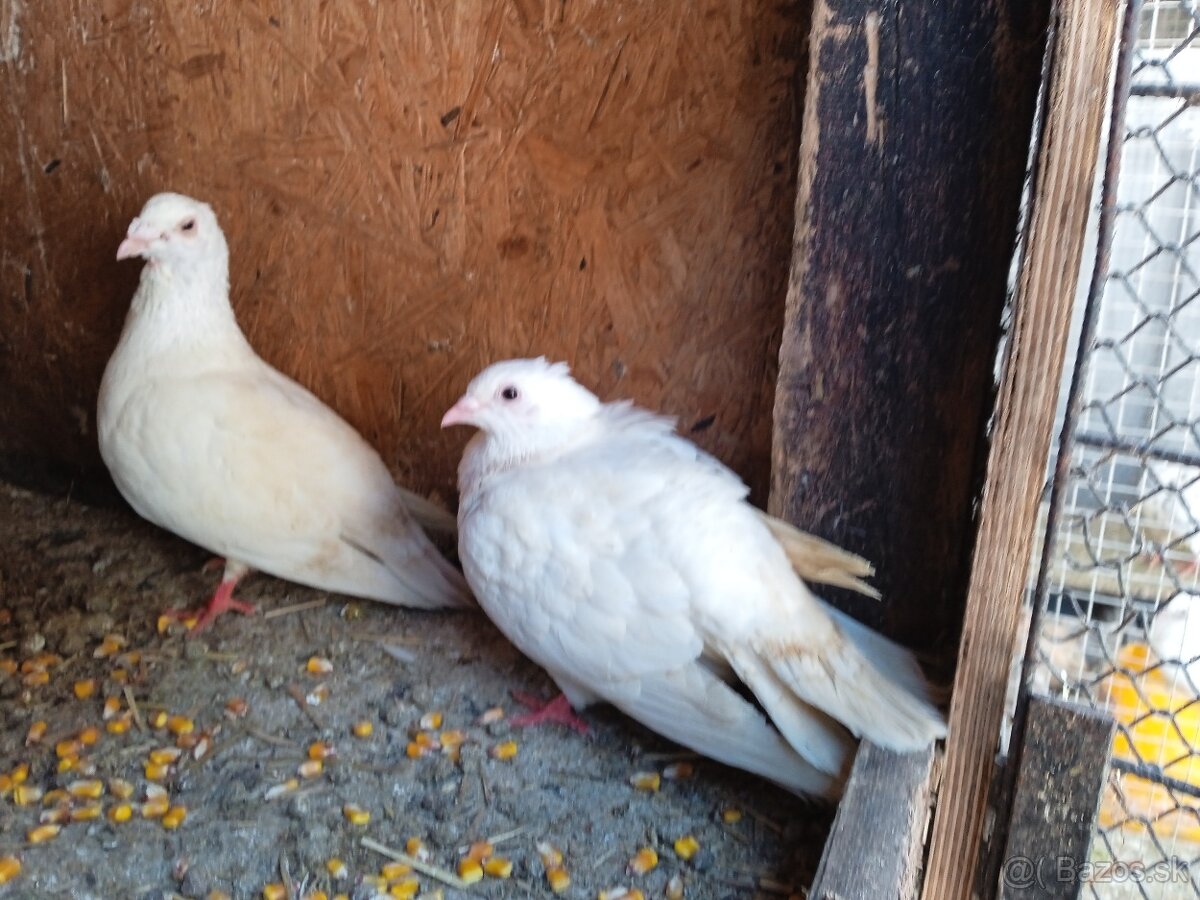 Biele Poštovné holuby