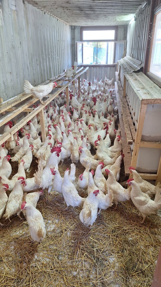 Mládky Leghorn