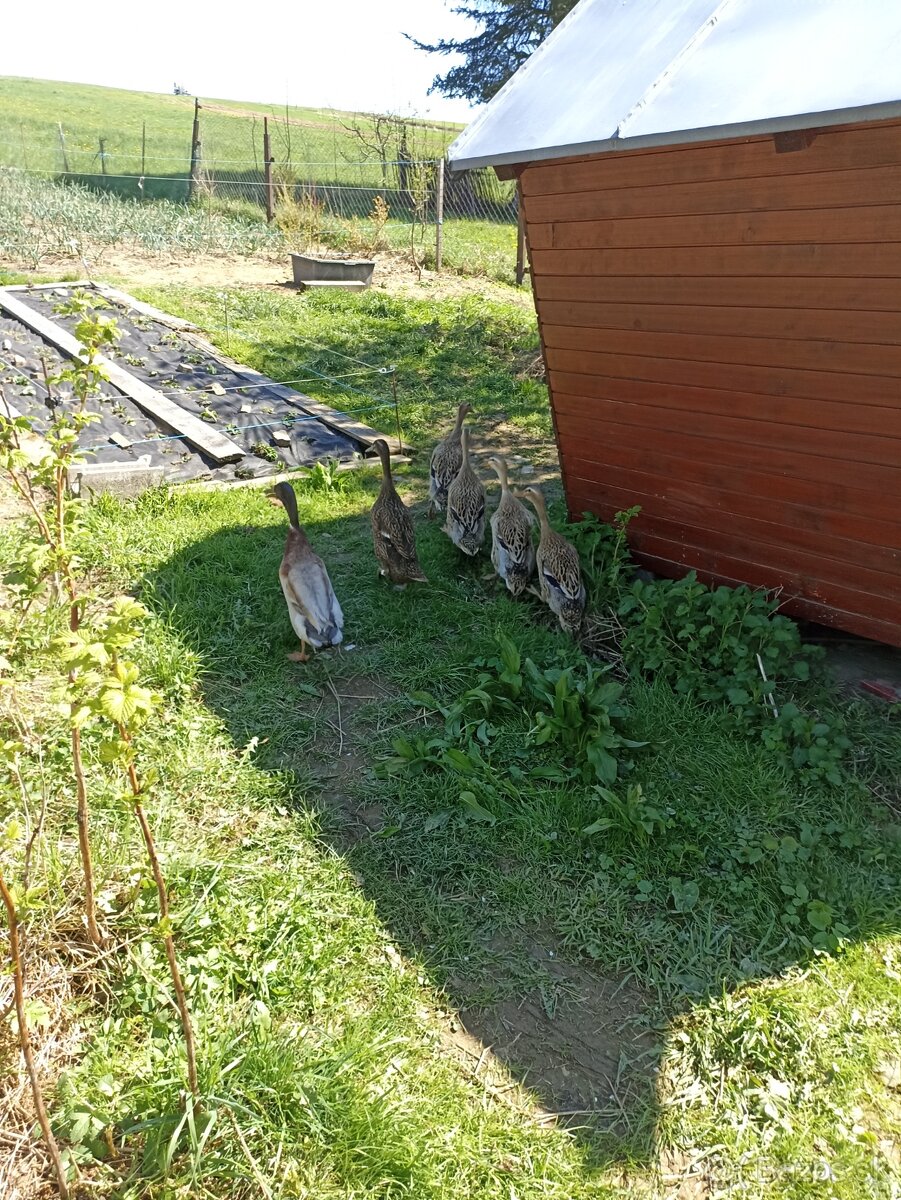 Indický bezec nasadove vajíčka