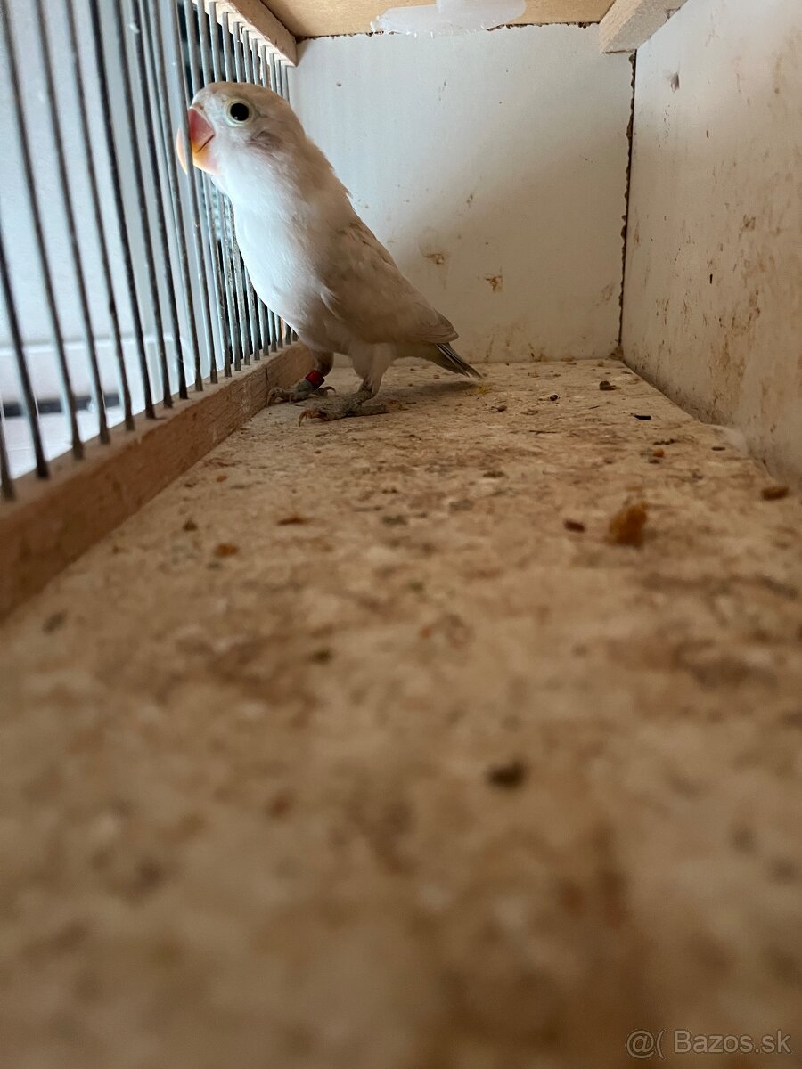 Agapornis fisher
