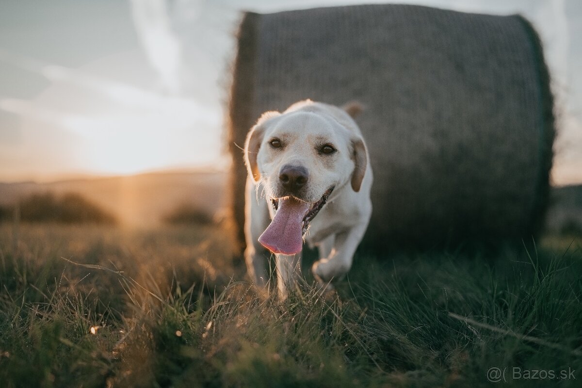 Labrador