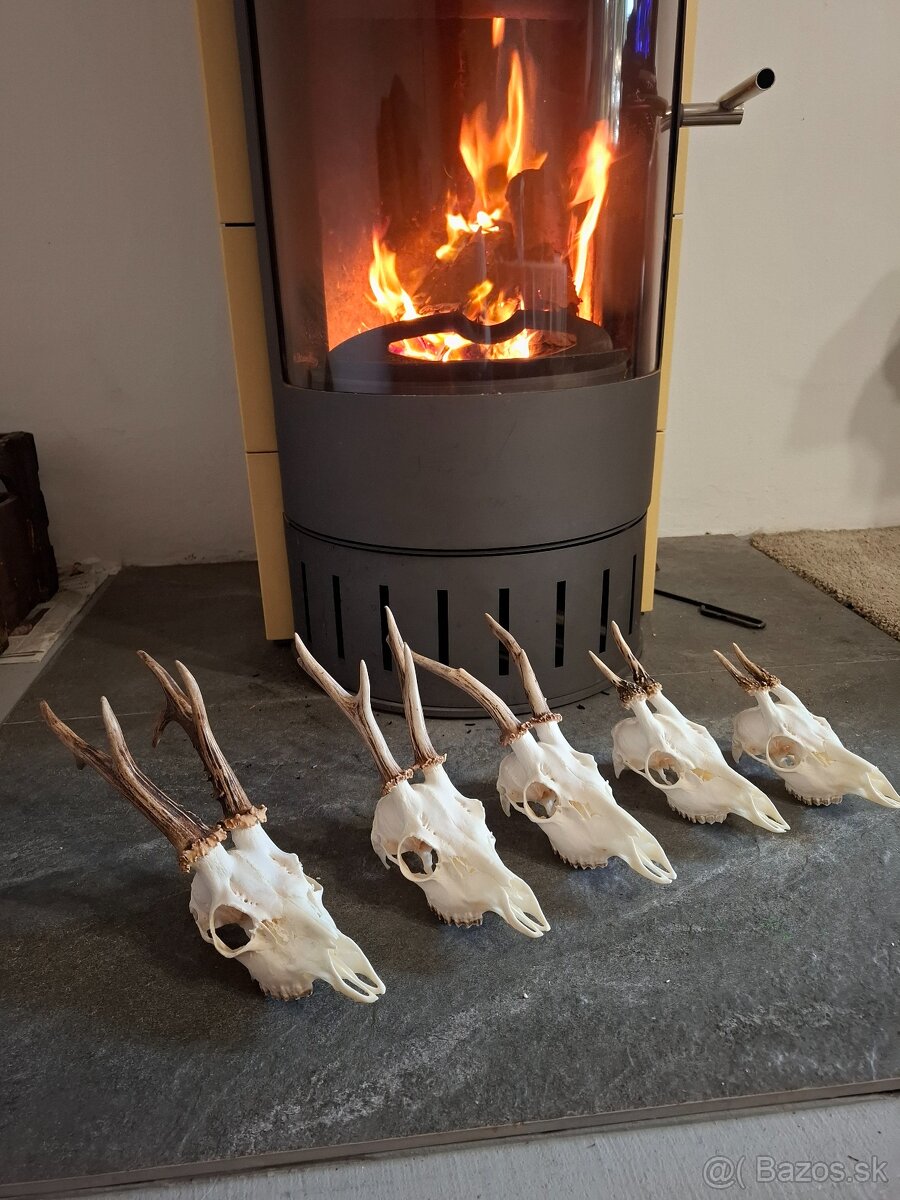 Úprava poľovníckych trofejí,vyvarenie oĉistenie