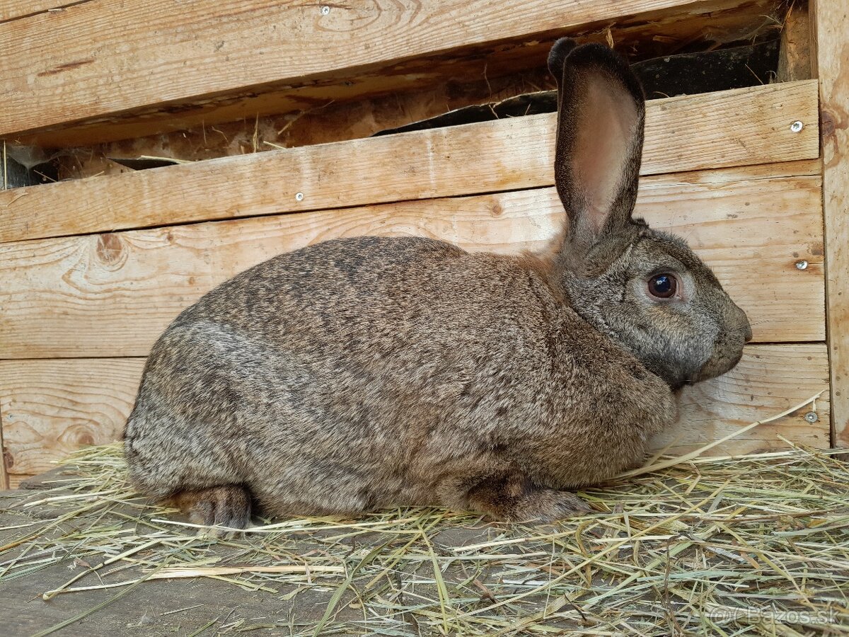 Samica mix hyla 1 rok