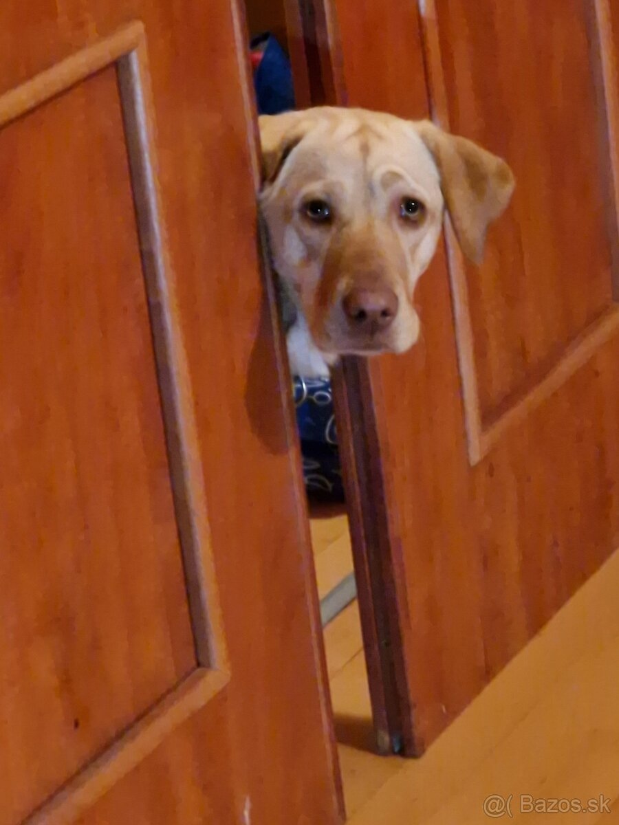 Predám labradorku