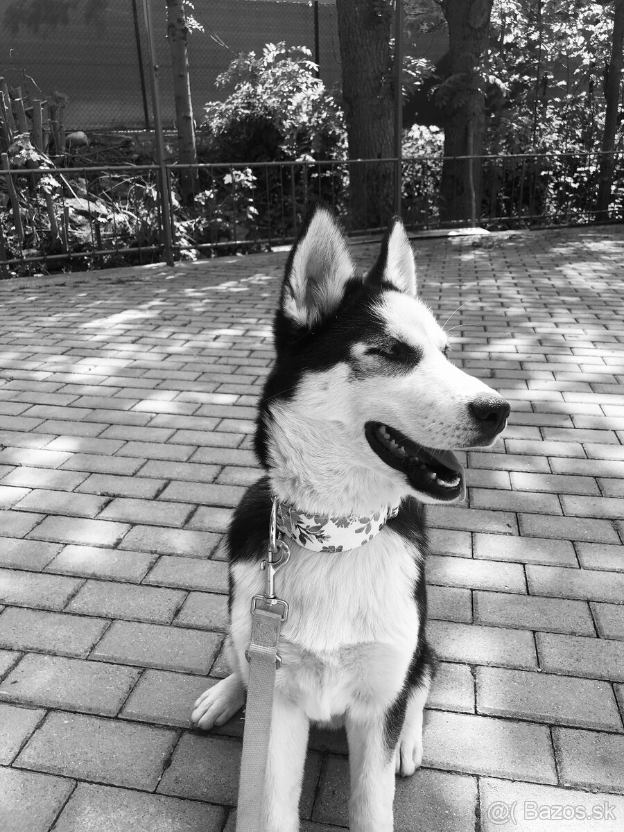 Darujem Husky