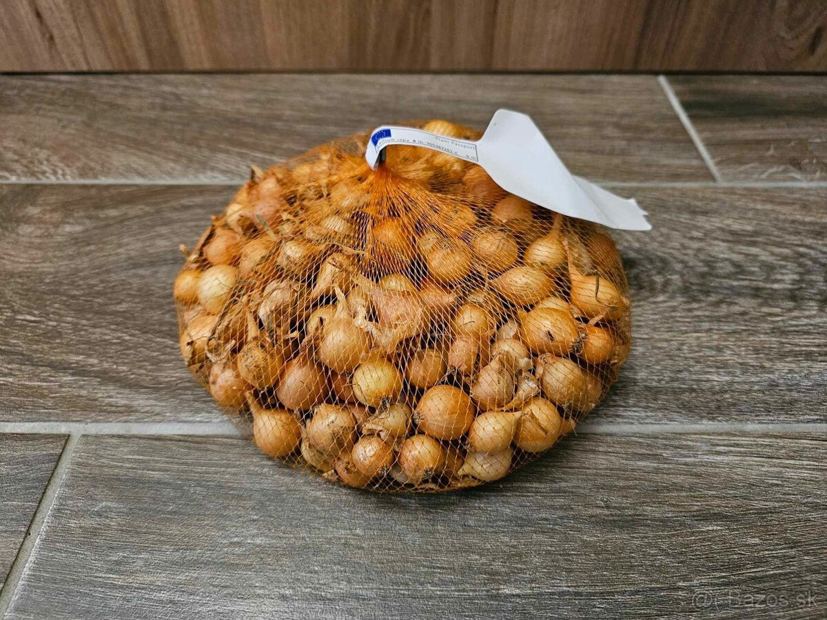 Cibuľa sadzačka Stuttgarter Riesen 500g