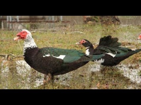 Pižmová kačica - ročný chovný pár.