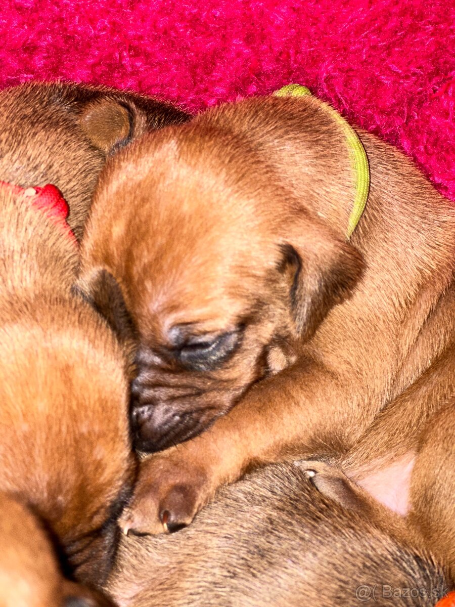 Rhodesian Ridgeback s preukazom pôvodu