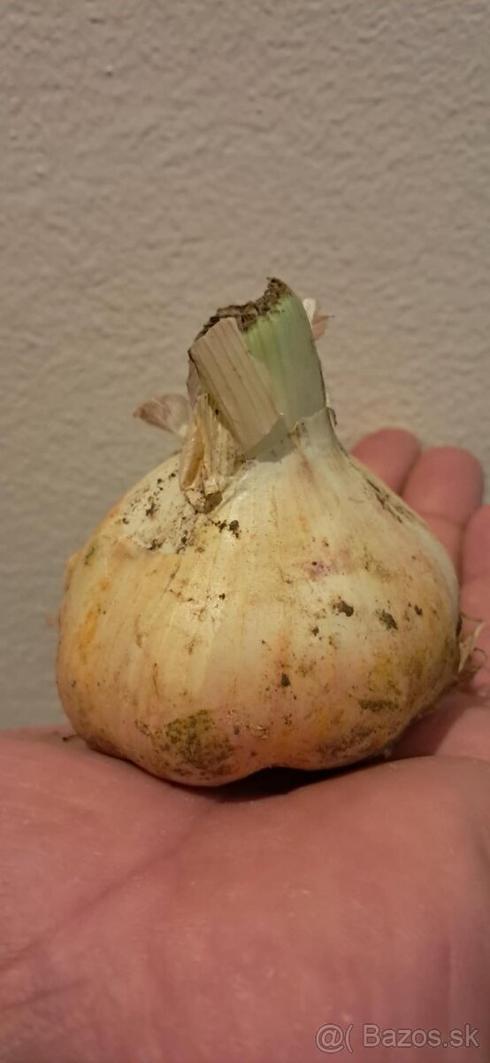 Predam cesnak