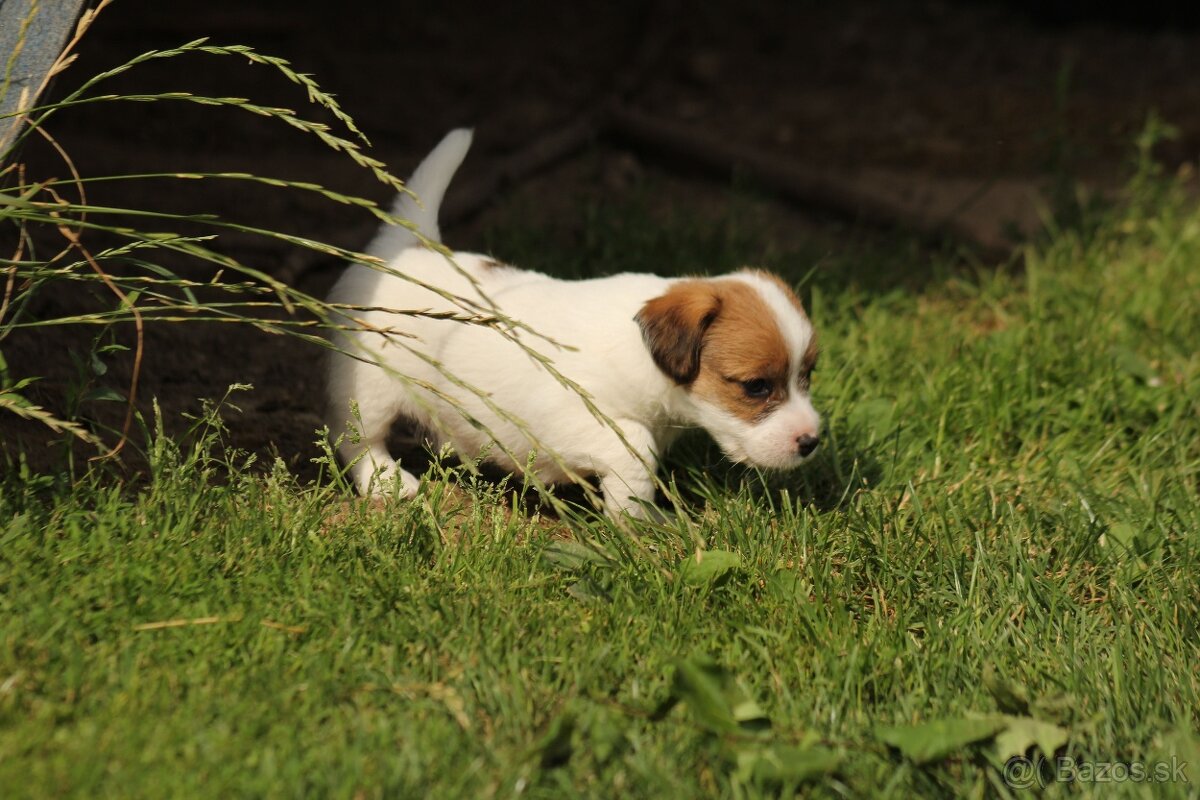 Jack Russell teriér s PP