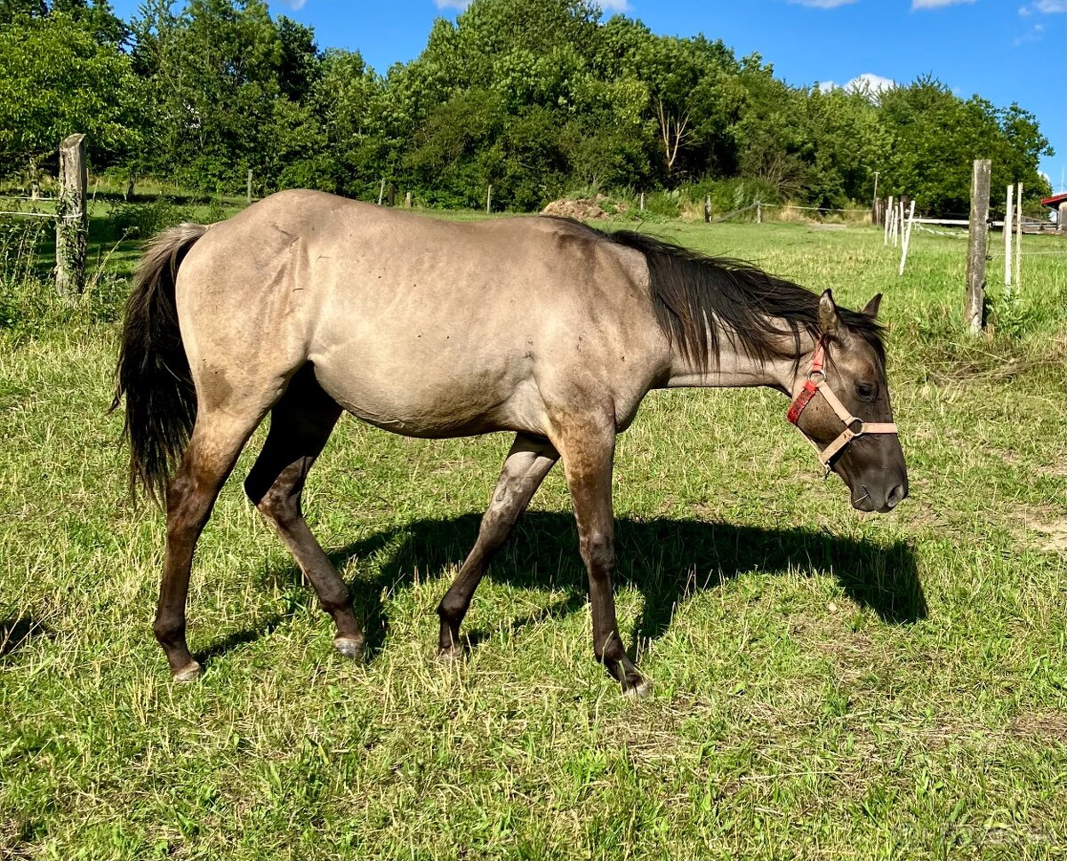Roční grullo valach Quarter Horse