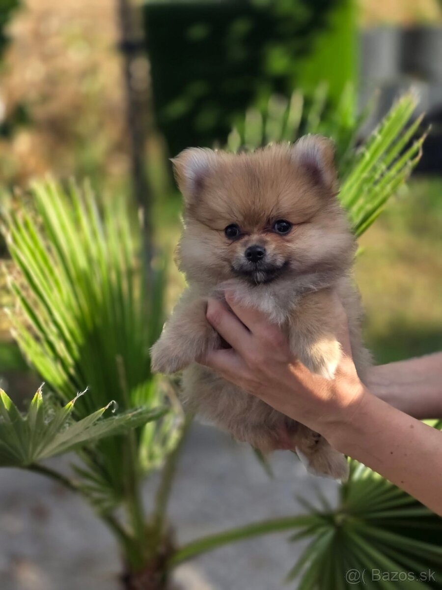 Pomeranian