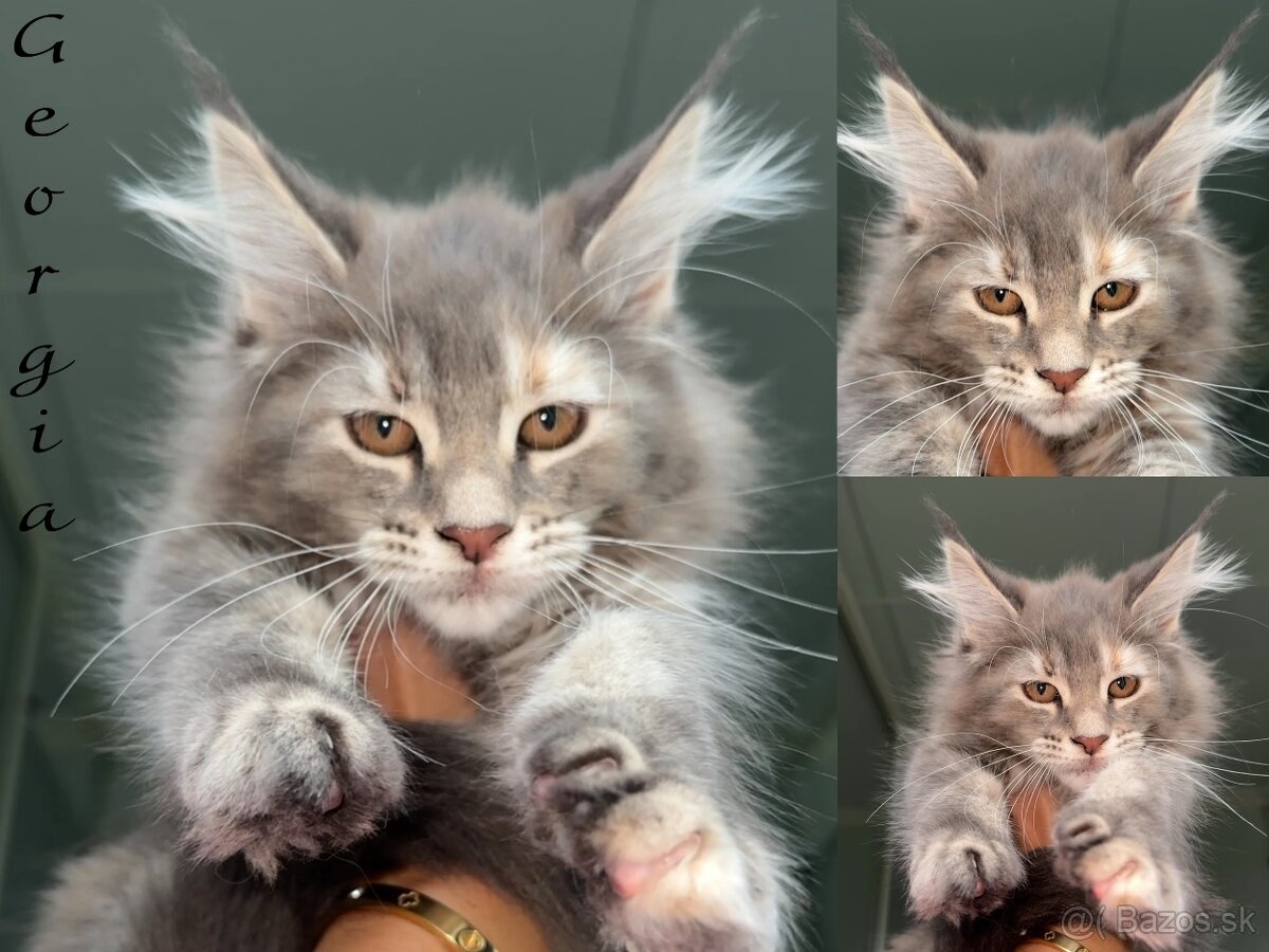 S PP Mainská Myvalia Maine Coon