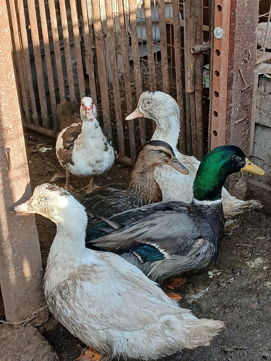 Predam činske kački a kačura