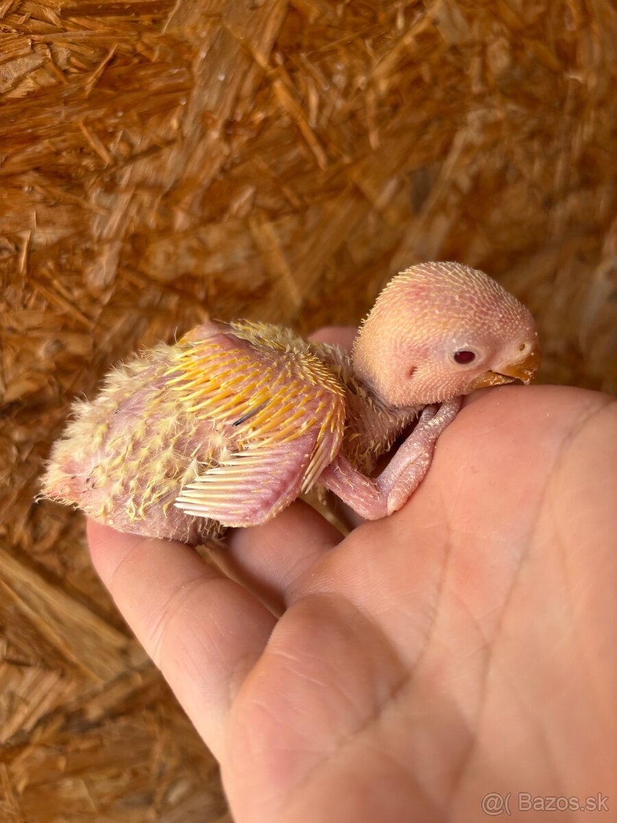 Agapornis ružovohrdly