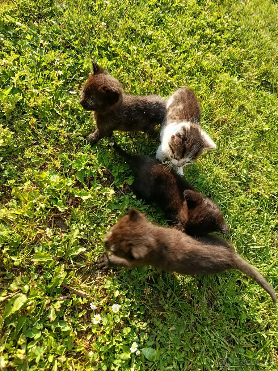 Mačiatka