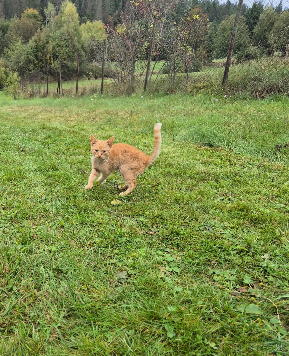 Kocur