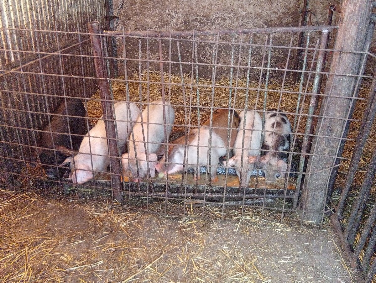 Predám odstavčata 20-25kg