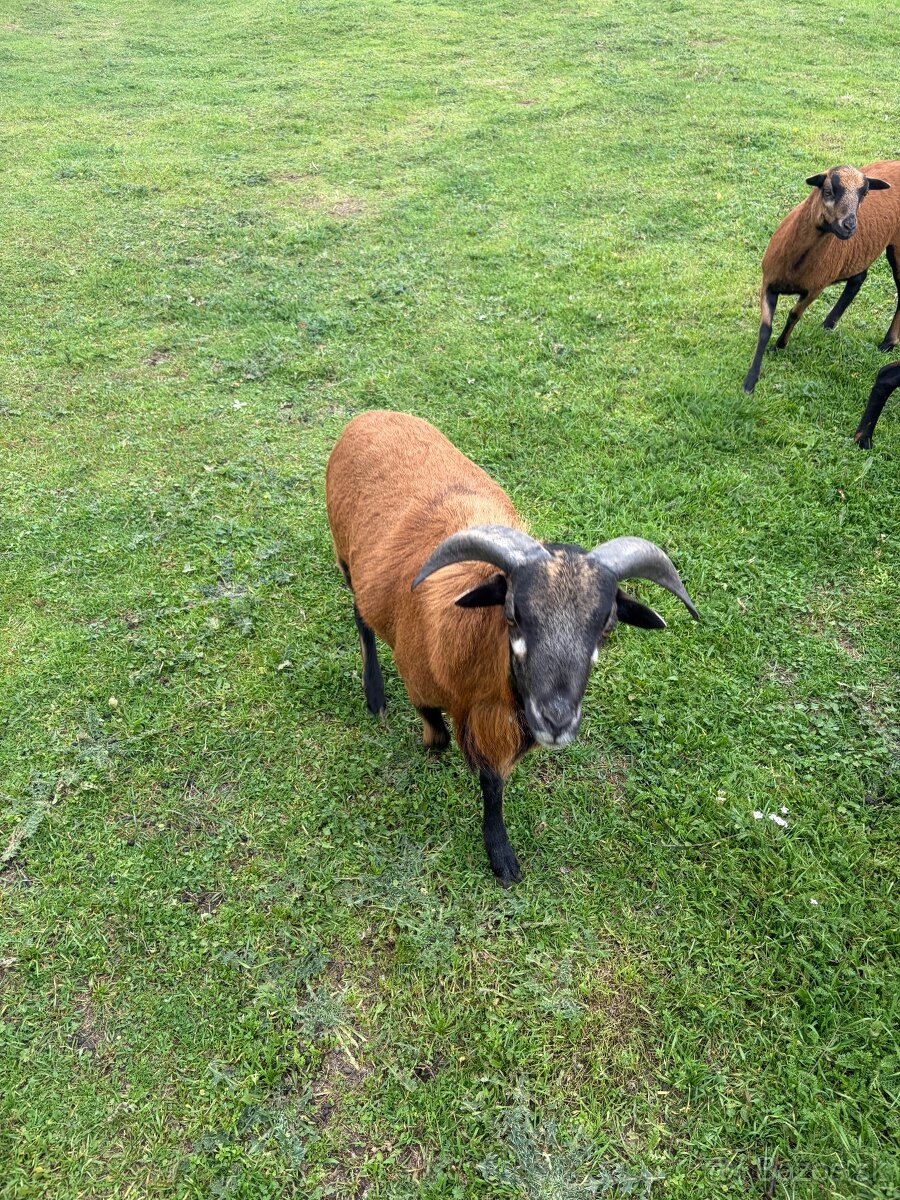 Kamerunske ovce-baran