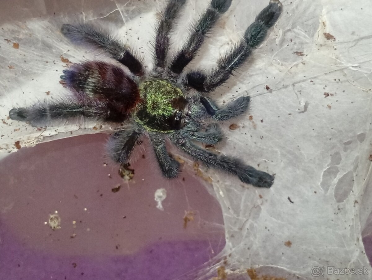 Caribena/Avicularia versicolor, tarantula, pavúk