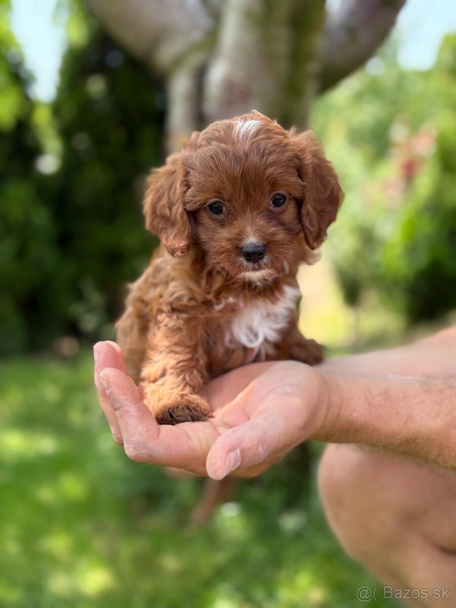 Cavapoo psik