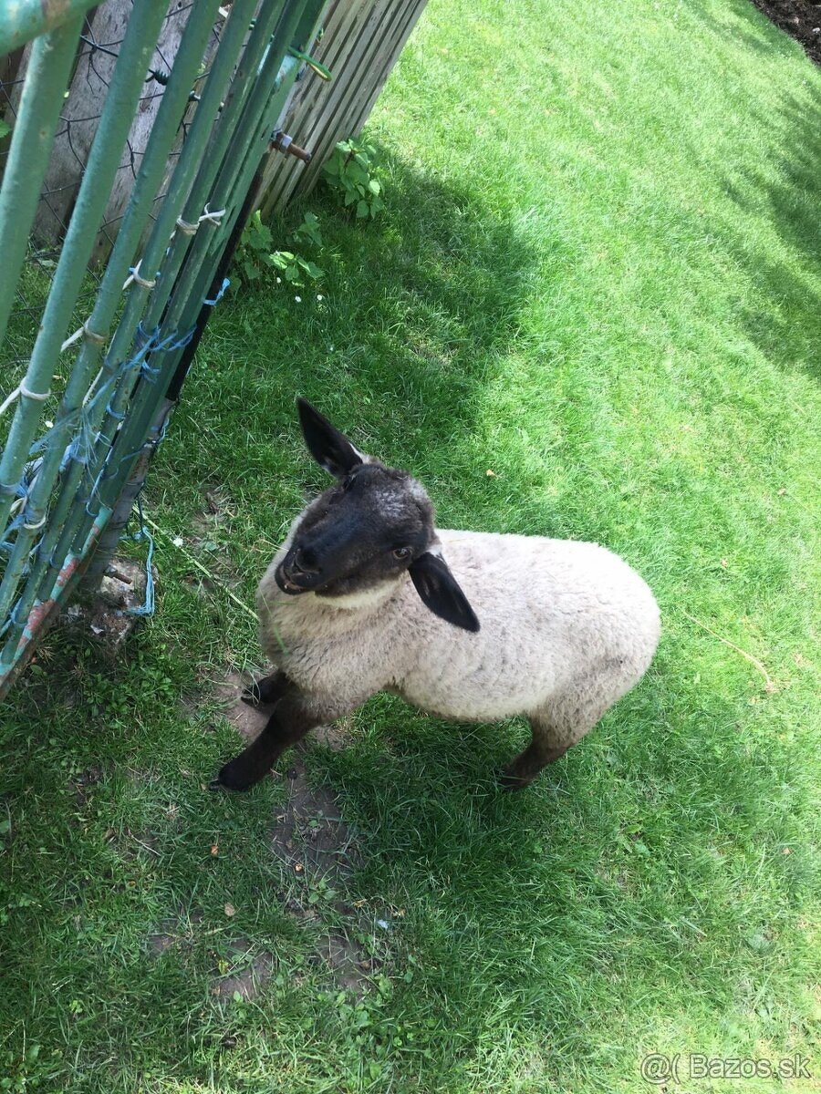 Jahňatá