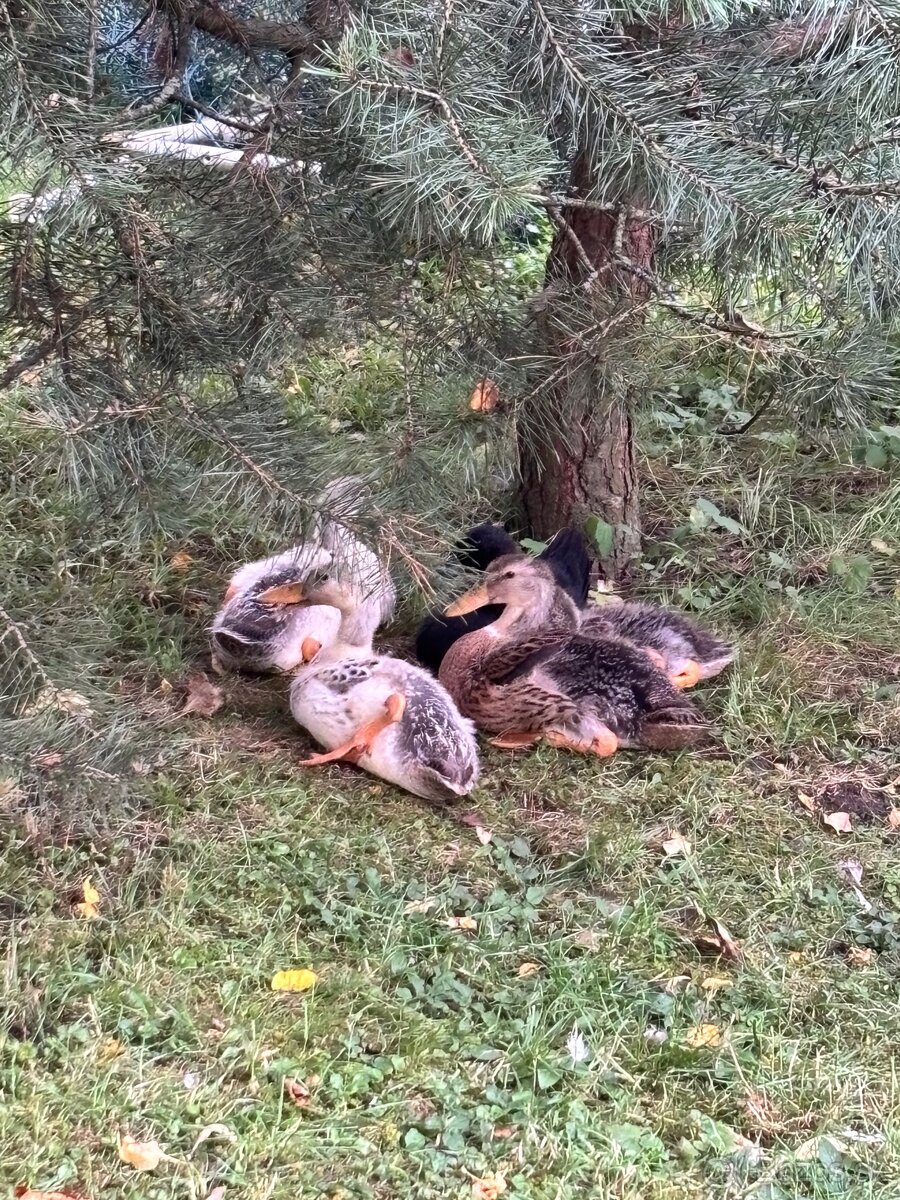 Indicky bezec