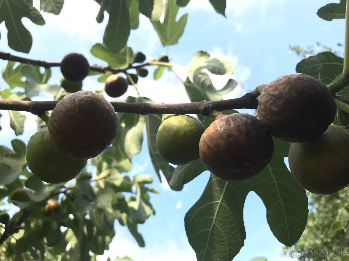 Predám FIGOVNÍK, figovníky Brown Turkey