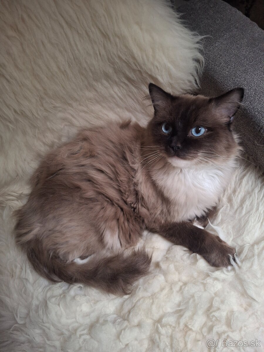 Ragdoll