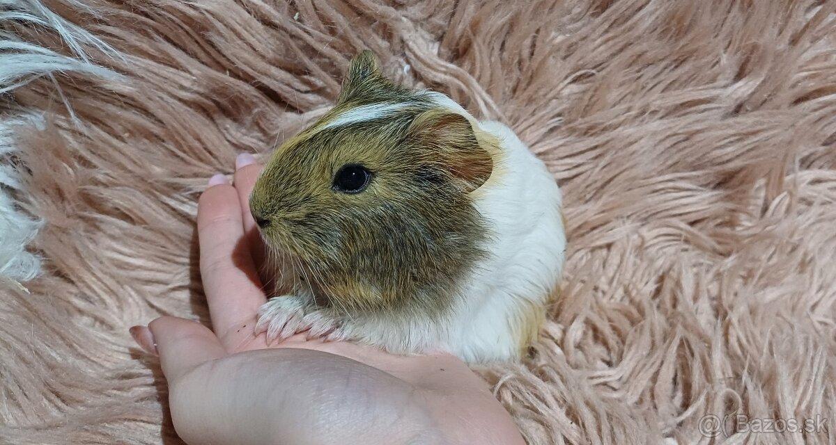 Morské prasiatka - Morčiatka- IHNEĎ K ODBERU