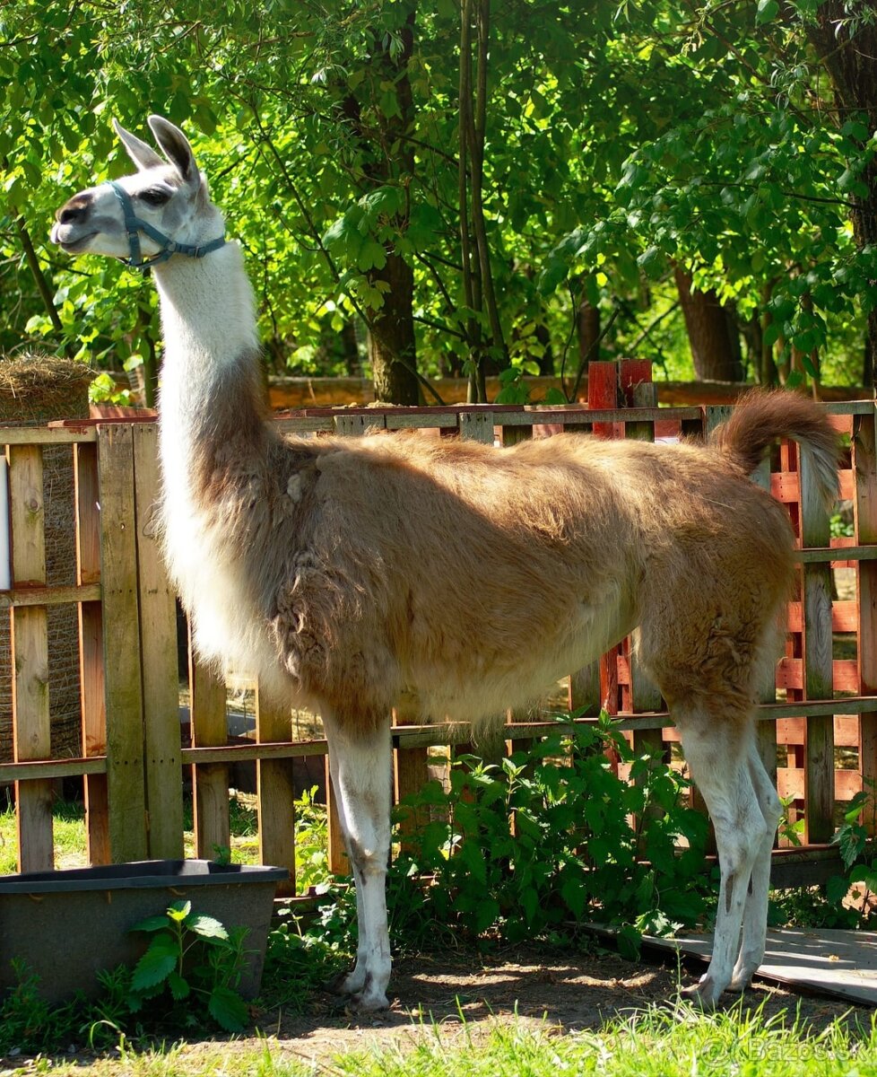 Lama krotká levně