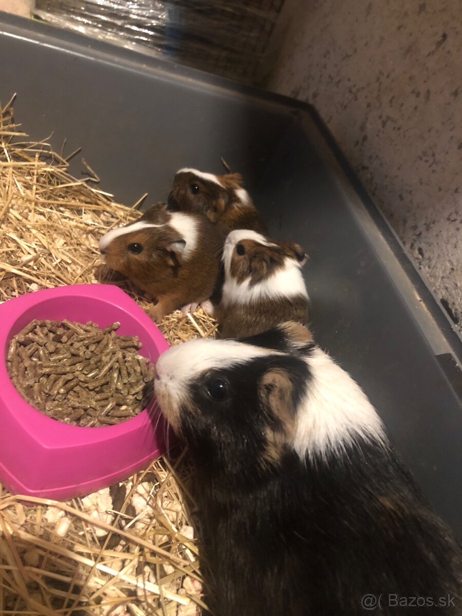 Darujem Morčatka odber možný hneď