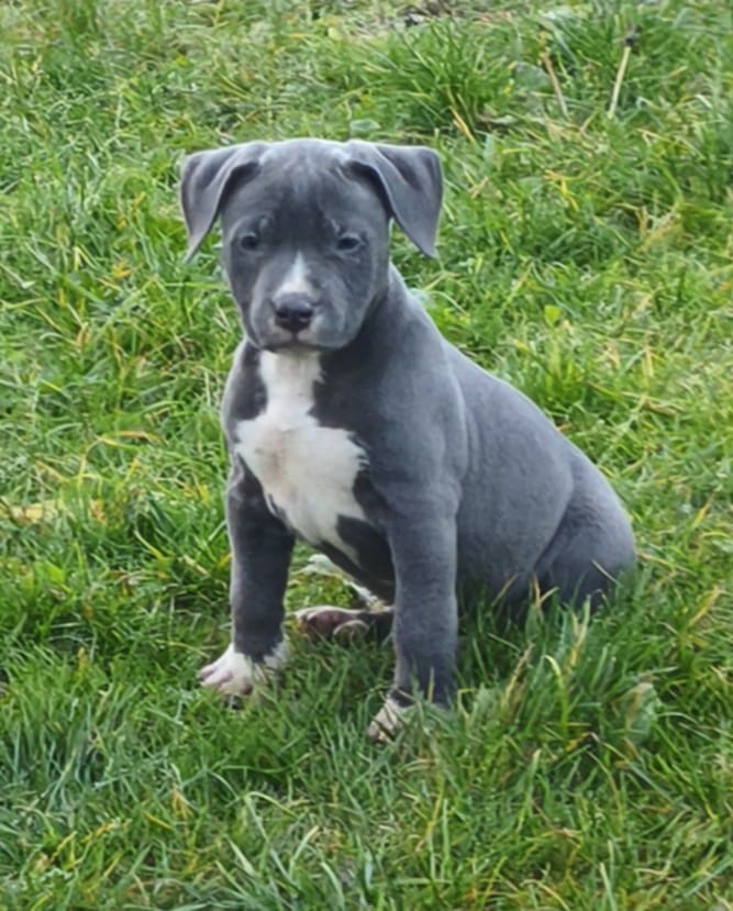 Americký stafordšírsky teriér