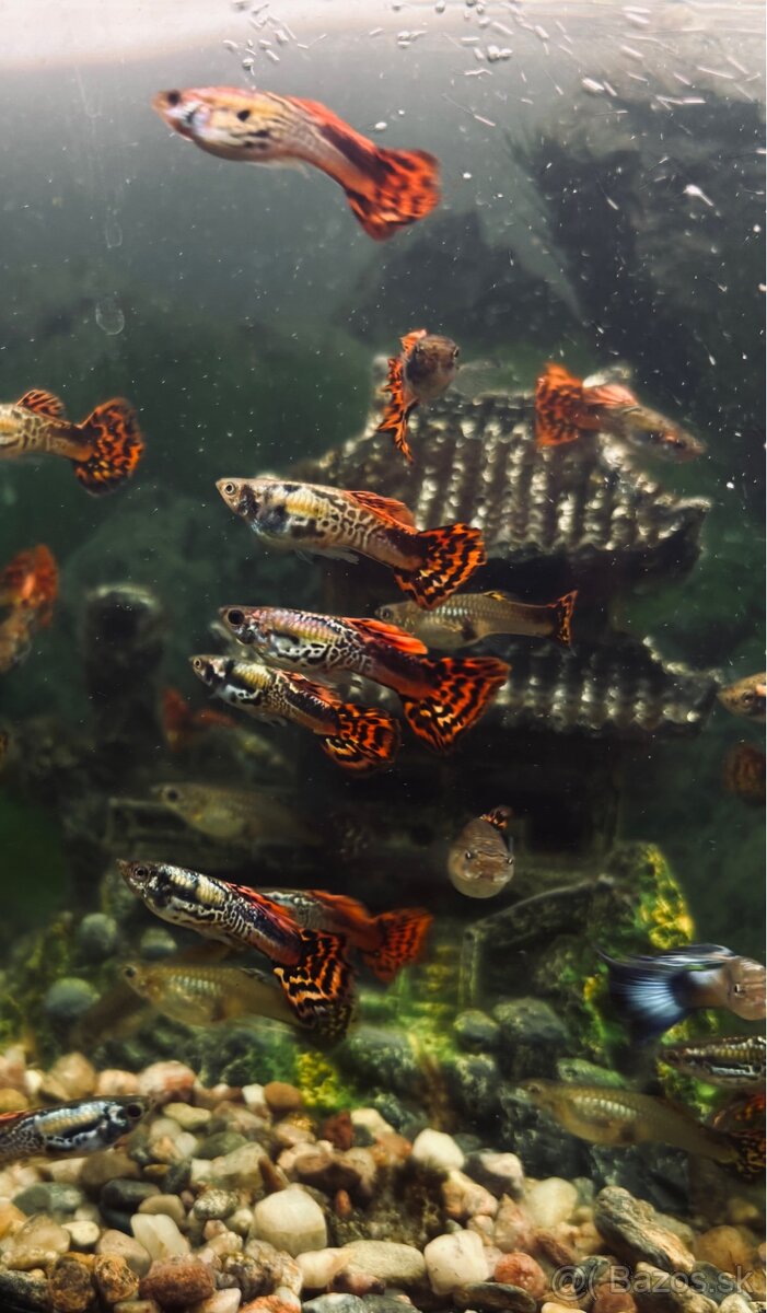 Gupka dúhová Vlastného odchovu