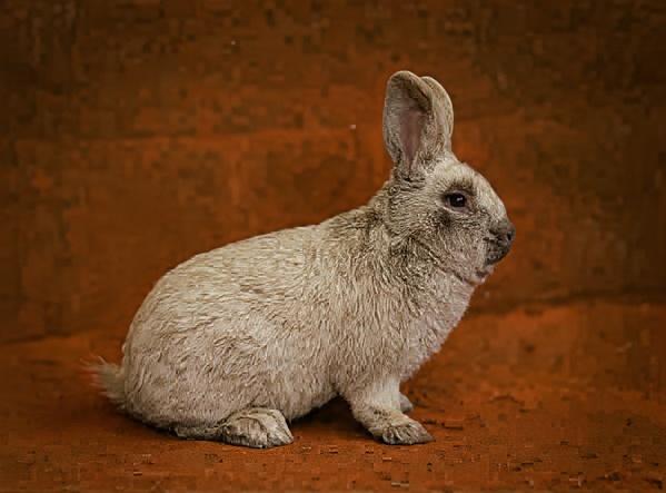 Pripustená samica MIX plemien