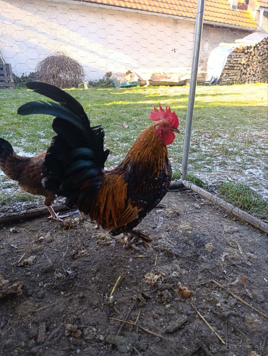 Predám kohútiky Milferky