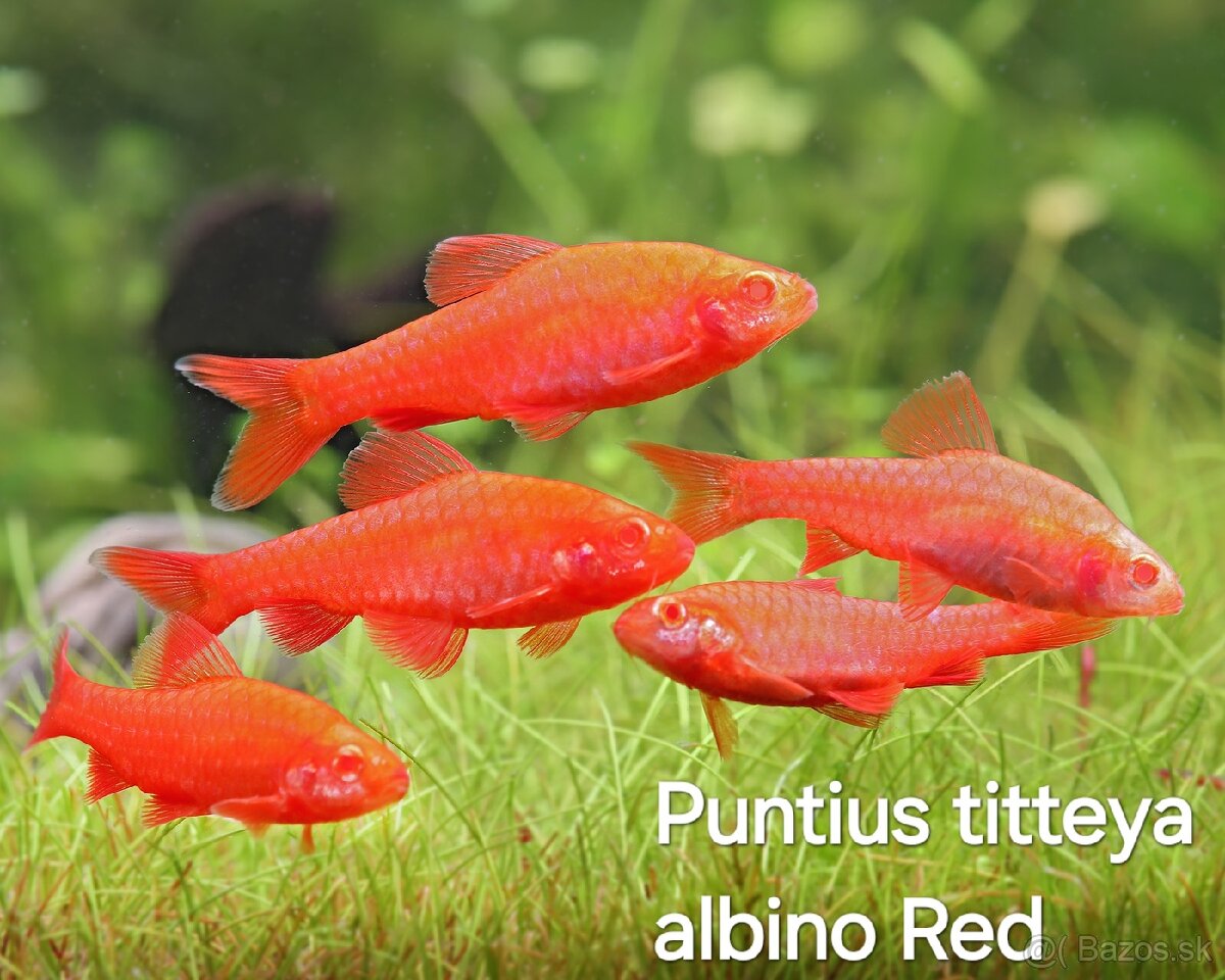 Mrenky-Puntius titteya albino red