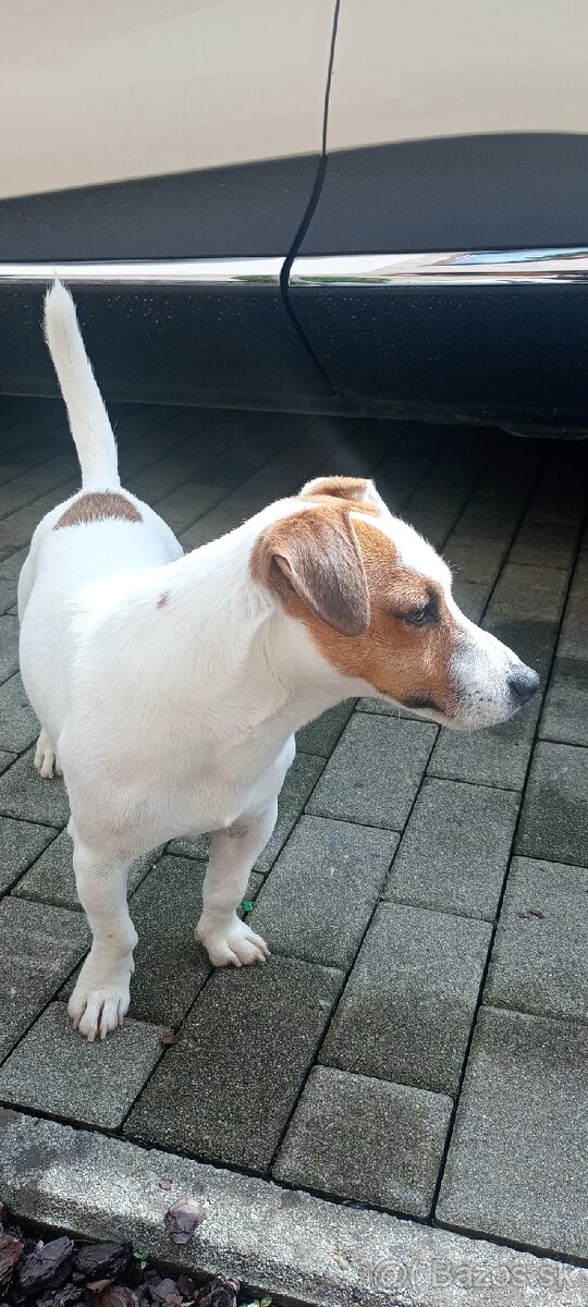 Krytie Jacky Russell