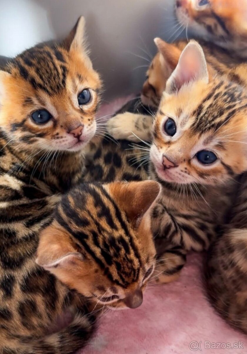 🐆 BENGÁLSKE MAČKY – 6 MESIACOV 🐆