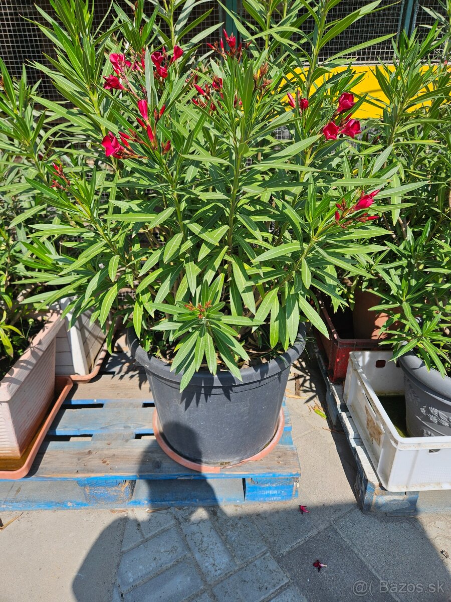 Cerveny oleander