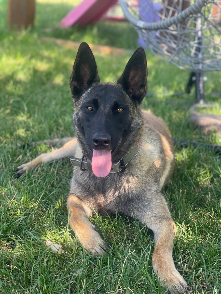 Belgický ovčiak Malinois