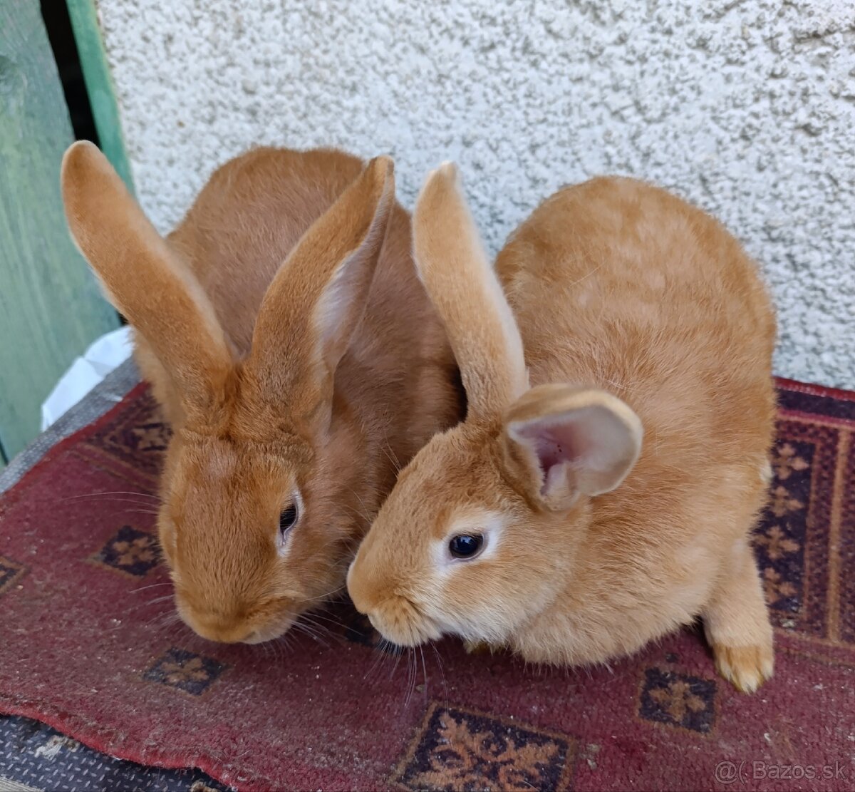 BURGUNDSKÉ králiky